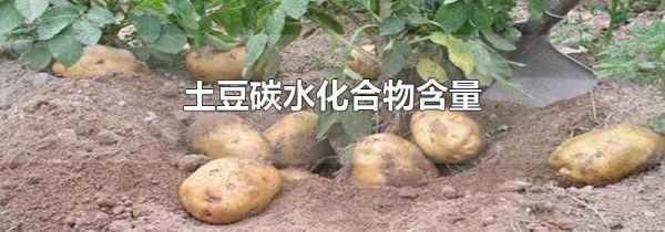 土豆碳水化合物含量