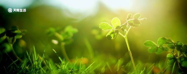 驱蚊草是什么 驱蚊草指什么