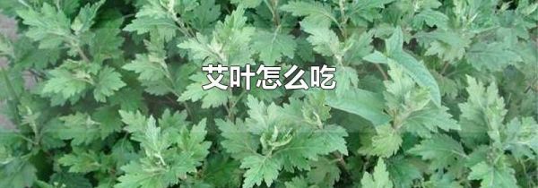 艾叶怎么吃