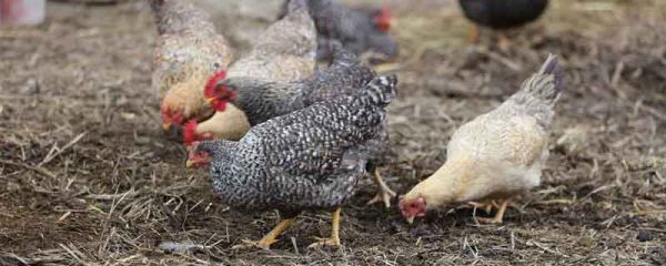 吃鸡血的禁忌 吃鸡血的禁忌人群