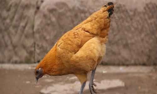 吃鸡血的禁忌 吃鸡血的禁忌人群