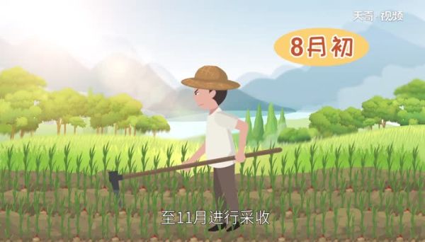 姜发芽了还能吃吗 姜发芽了可以吃吗