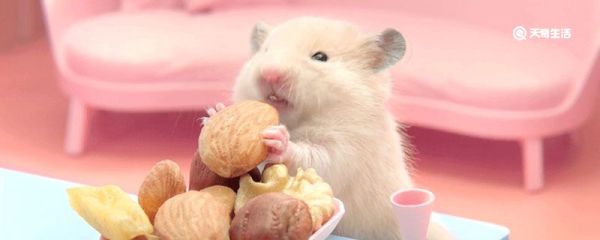 金丝熊吃什么 金丝熊吃什么食物