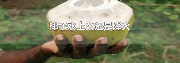 椰子水上火还是降火