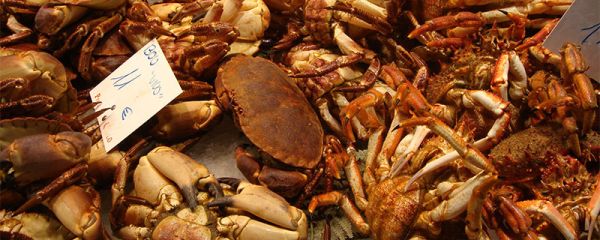 大闸蟹如何保存 怎么保存大闸蟹