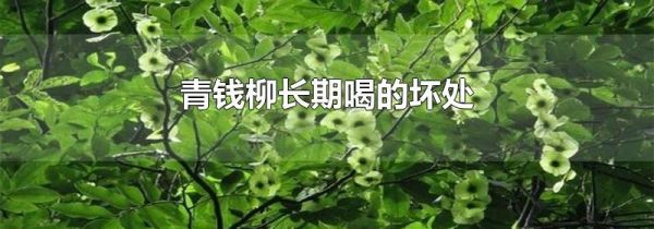 青钱柳长期喝的坏处