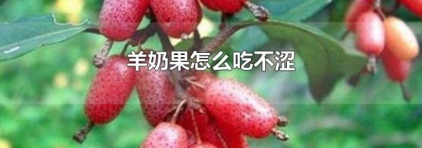 羊奶果怎么吃不涩