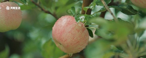 秋天成熟的水果有哪些 秋天有哪些成熟的水果