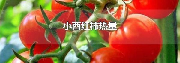 小西红柿热量
