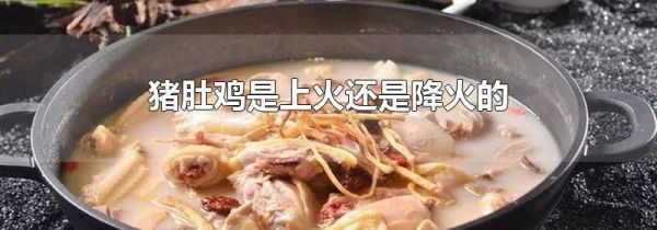 猪肚鸡是上火还是降火的