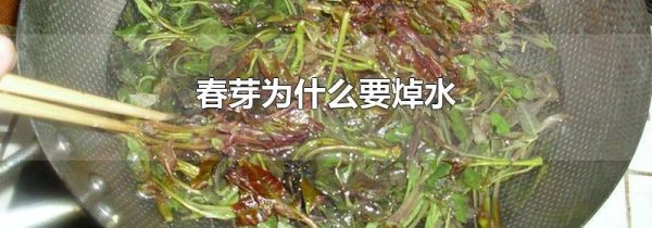 春芽为什么要焯水