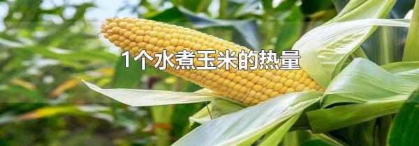1个水煮玉米的热量