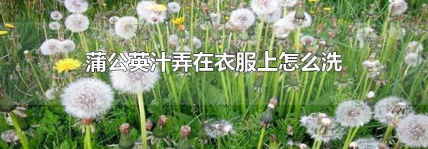 蒲公英汁弄在衣服上怎么洗