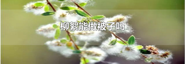 柳絮能做被子吗