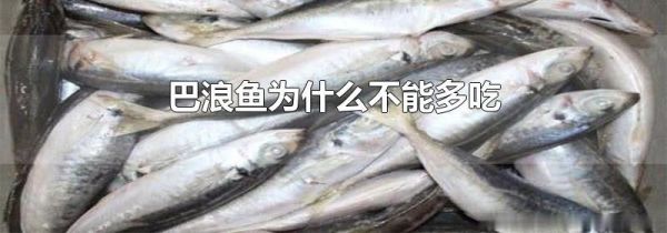 巴浪鱼为什么不能多吃