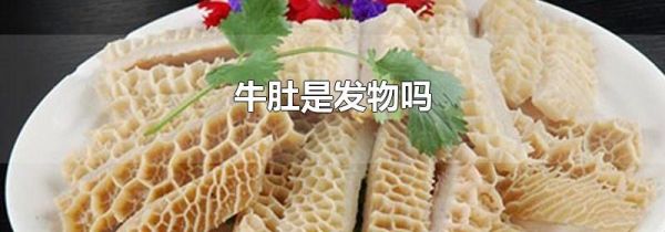 牛肚是发物吗