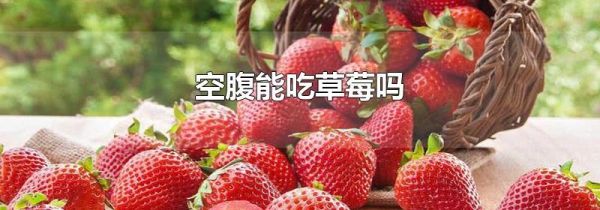 空腹能吃草莓吗