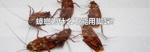 蟑螂为什么不能用脚踩?