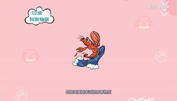 小龙虾为什么要剪头  小龙虾要剪头的原因