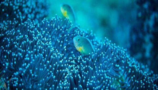 珊瑚体内有大量共生的什么藻类 珊瑚是什么物种