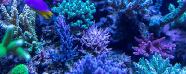 珊瑚体内有大量共生的什么藻类 珊瑚是什么物种