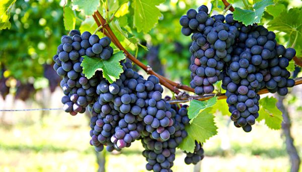 葡萄没熟可以吃吗 葡萄什么时候成熟