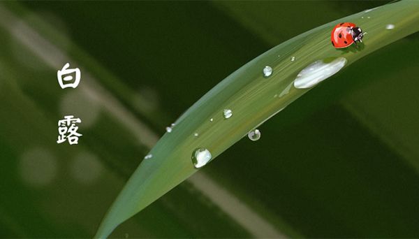 白露是二十四节气中的第几个节气 白露是在哪个季节