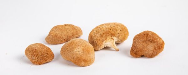 猴头菇苦是怎么回事 猴头菇发苦是什么原因