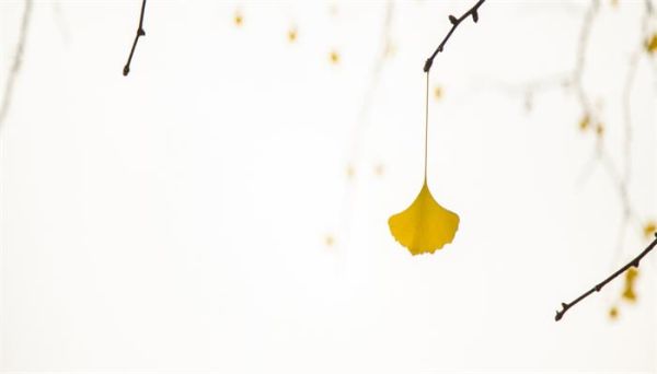 银杏是什么  银杏树介绍简介