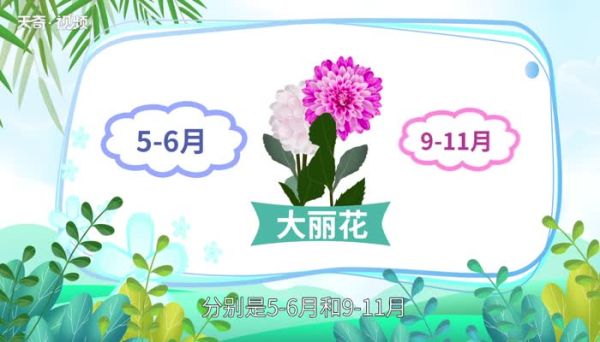 九月开什么花 九月份有什么花开