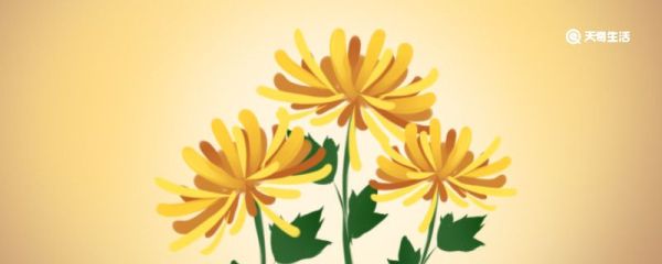 加拿大一枝黄花到底是什么 加拿大一枝黄花简介