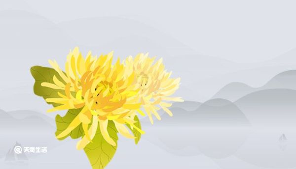 加拿大一枝黄花到底是什么 加拿大一枝黄花简介