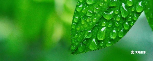 为什么植物会出汗 植物为什么会出汗