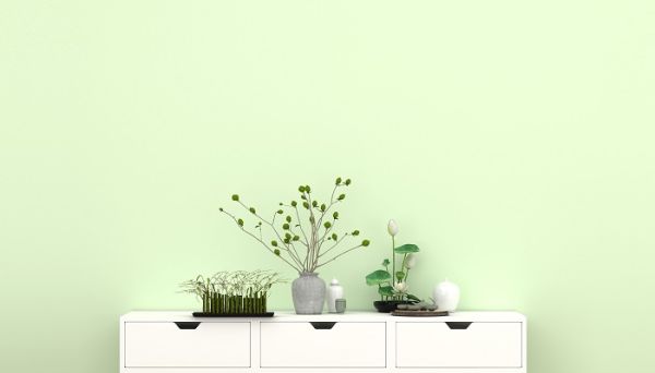 檀香木盆景的种植保养方法 檀香木盆景怎么种植保养