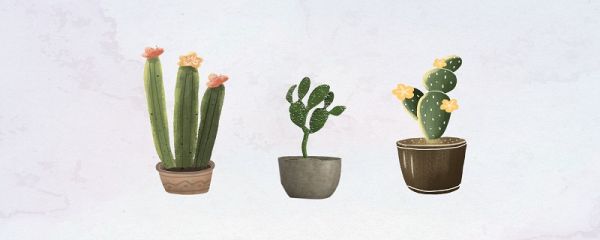 檀香木盆景的种植保养方法 檀香木盆景怎么种植保养