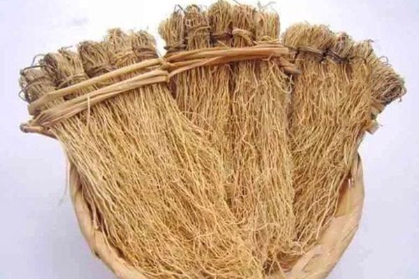 丝线根的功效与作用 丝线根的功效