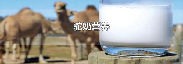 驼奶营养