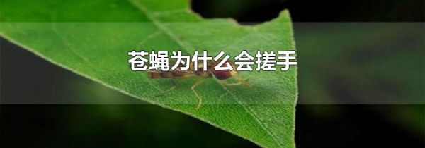 苍蝇为什么会搓手