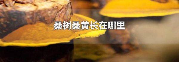桑树桑黄长在哪里