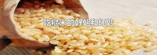 吃糙米的好处和坏处