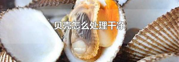 贝壳怎么处理干净