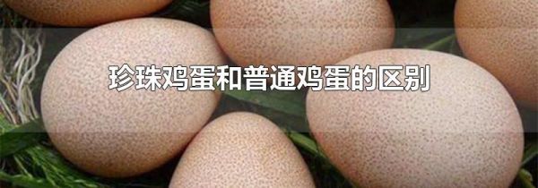 珍珠鸡蛋和普通鸡蛋的区别