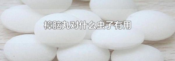 樟脑丸对什么虫子有用