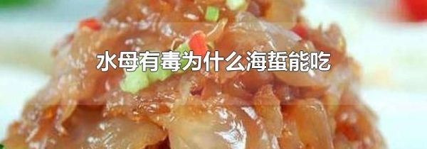 水母有毒为什么海蜇能吃