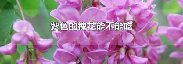 紫色的槐花能不能吃
