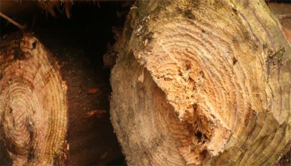 树的年轮较密的地方向着什么面 树的年轮较密的地方向着哪面