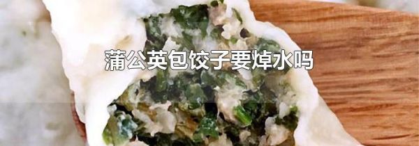 蒲公英包饺子要焯水吗