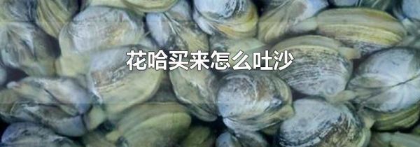 花哈买来怎么吐沙