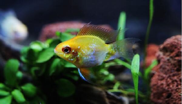 金波子鱼温度多少合适 饲养金波子鱼的水温是多少