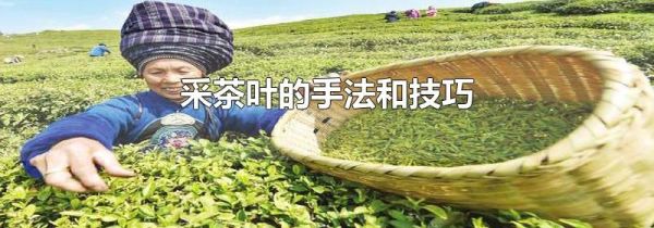 采茶叶的手法和技巧